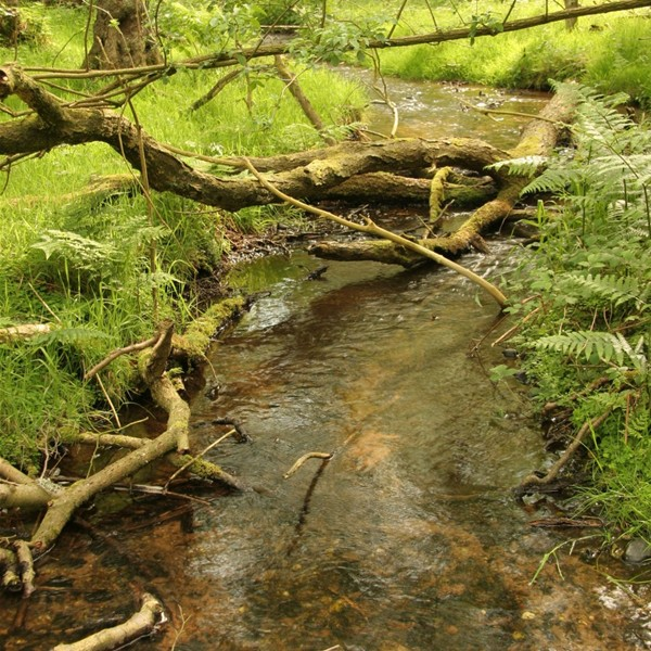 River with coarse woody debris (UK)