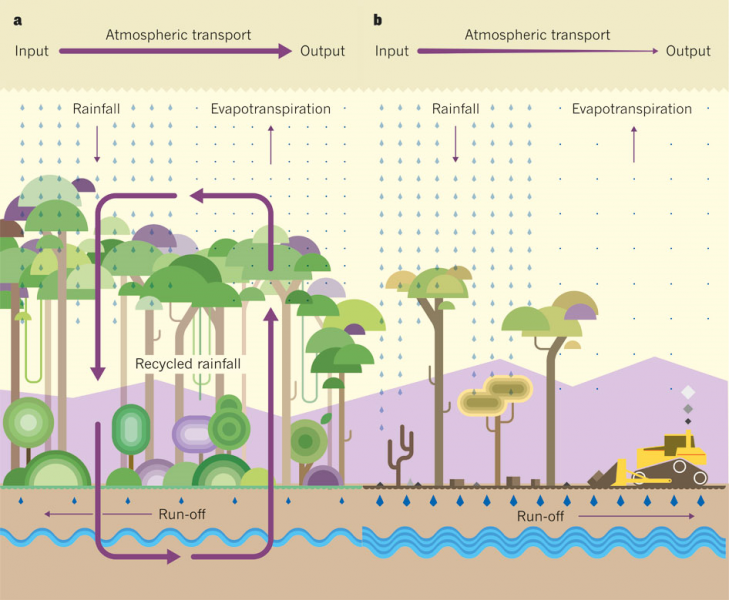 Functioning of the water cycle in forests