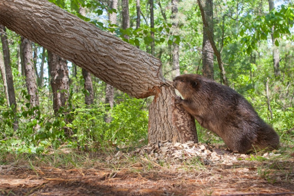 Beaver at work (HR)