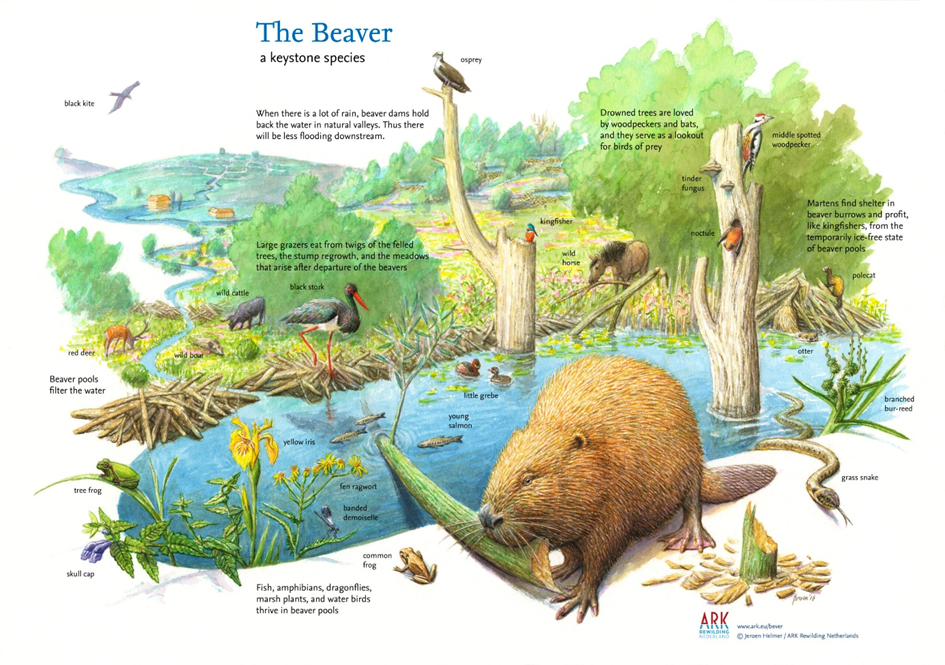 Beaver infographic
