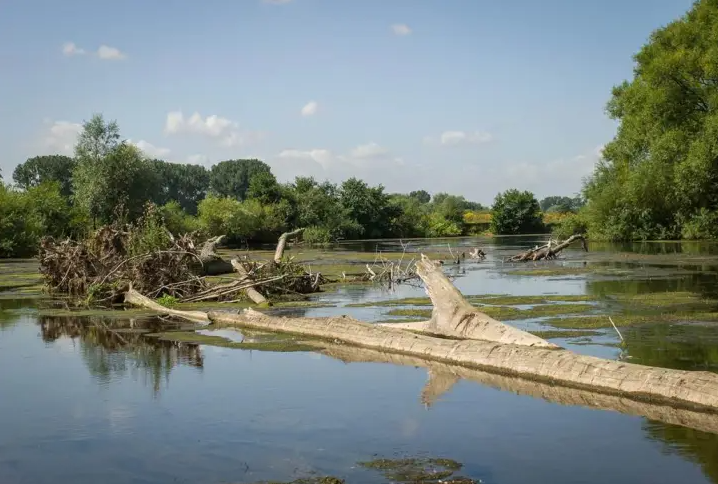 Large woody debris (DE)