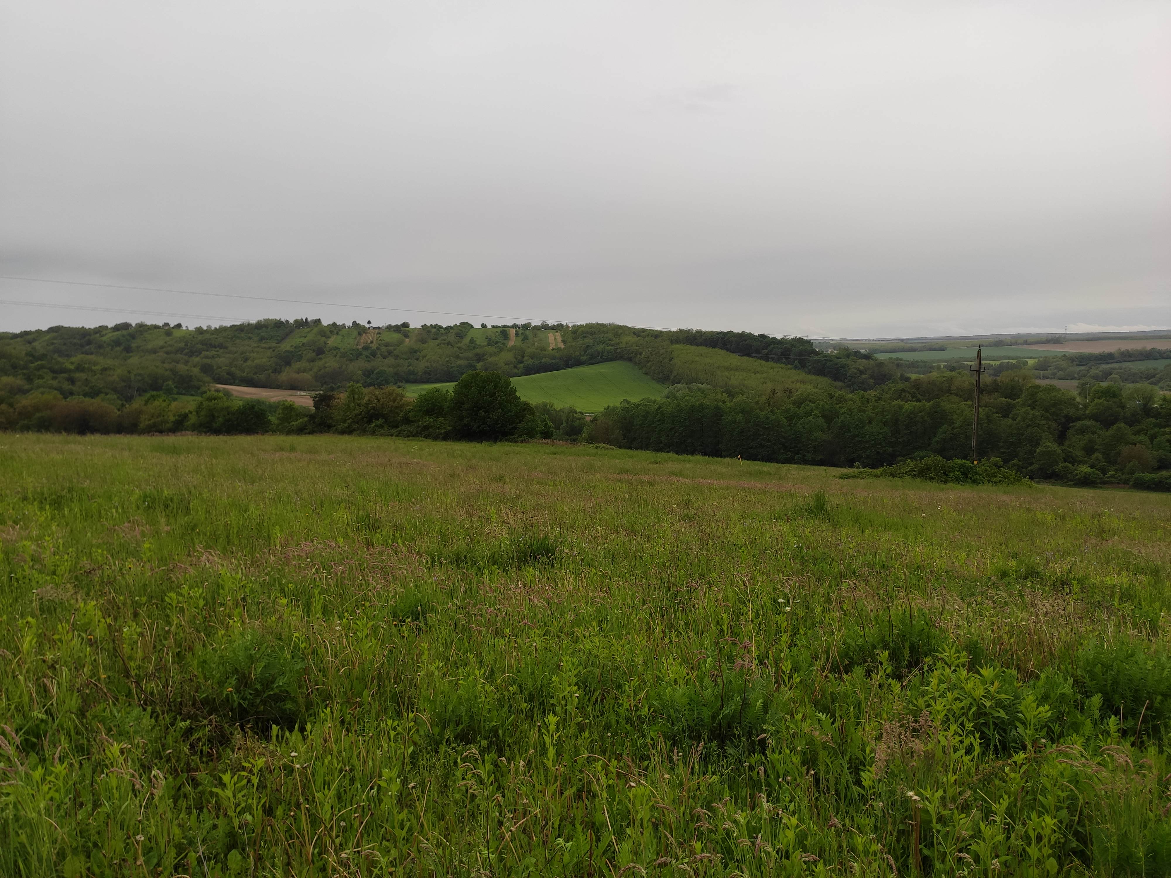 pasture