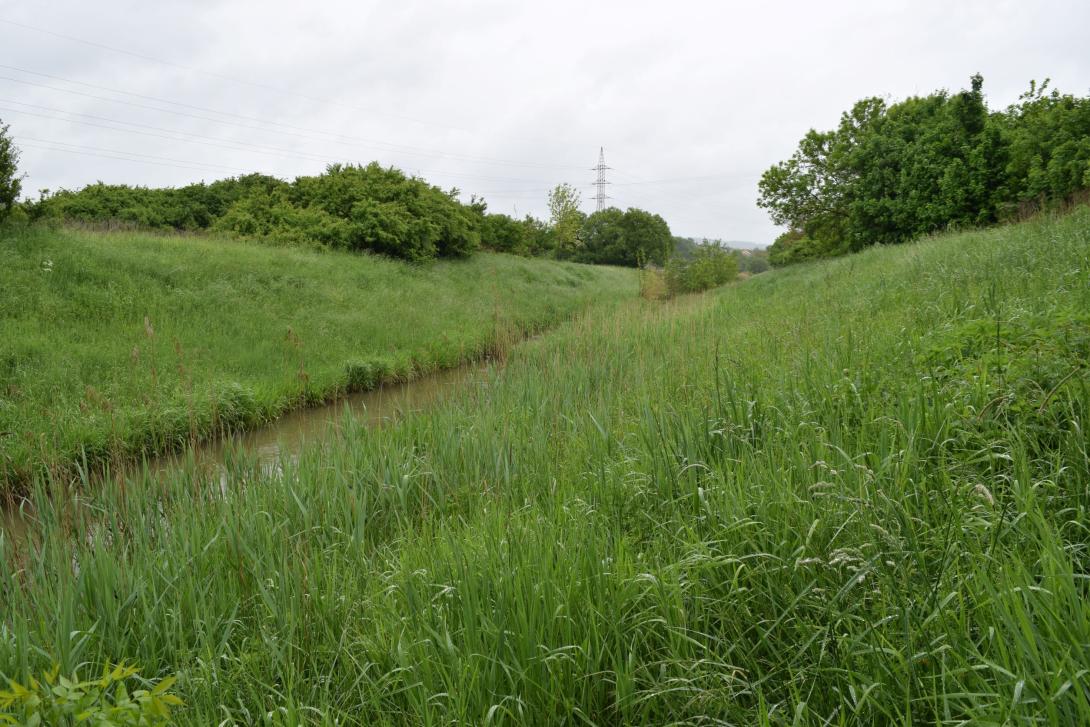 Vegetative riparian buffer