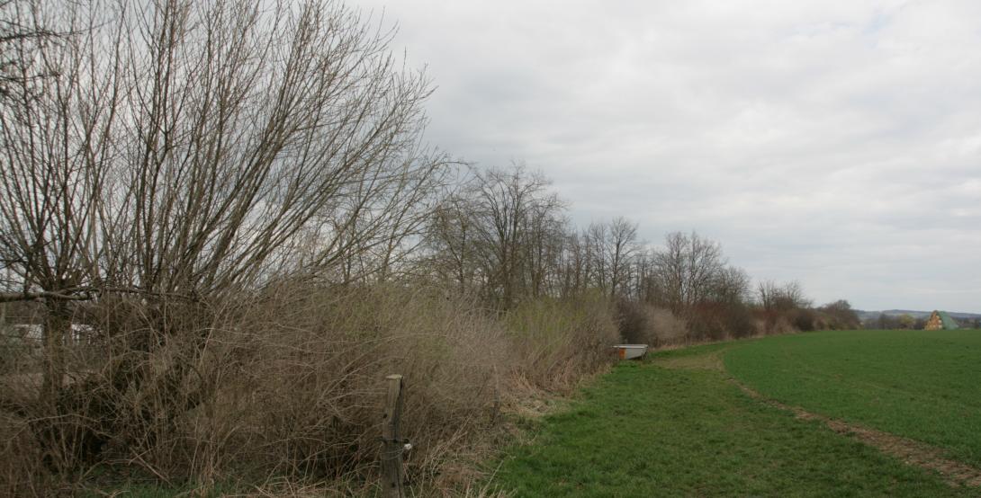 Hedge to separate/subdivide fields