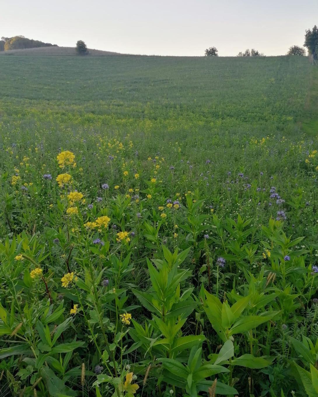 Cover crop with non-wintering plants: a mixture of Egyptian clover (Trifolium alexandrinum), phacelia (Phacelia tanacetifolia), large-leaf clover (Trifolium sp.), and Abyssinian niger MUNGO (Guizotia abyssinica) on arable land.