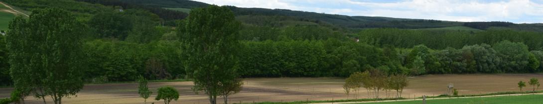 Afforestation of an erosion affected area