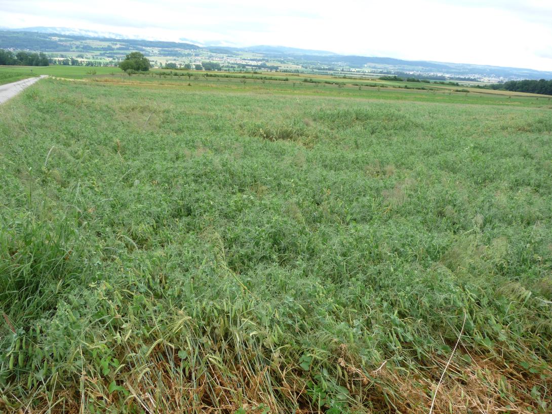 Intercropping peas and barley
