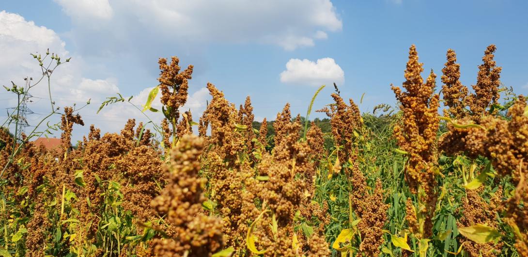 Quinoa cultivation