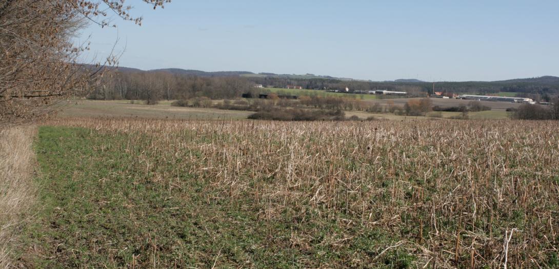 Freezing cover crops (phacelia, buckwheat, sunflower)