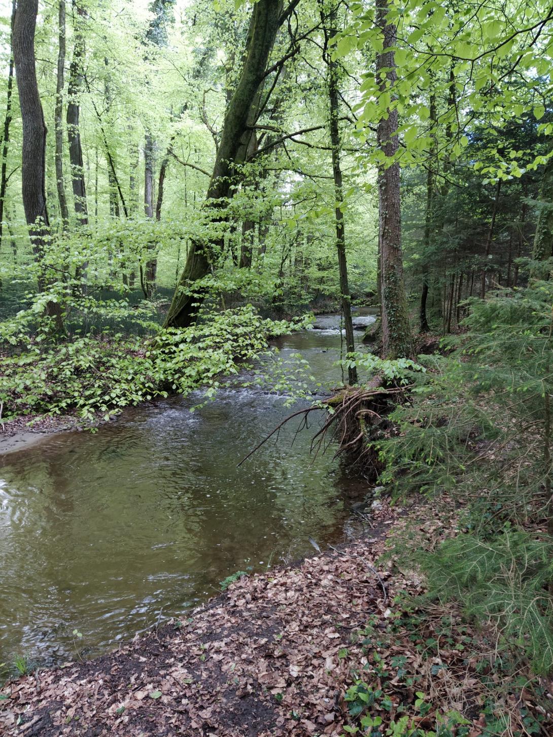 Natural reach of the Petite Glâne river