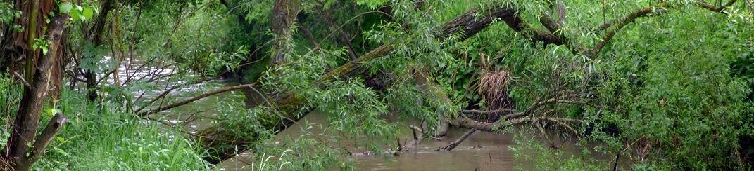 Coarse woody debris in a stream