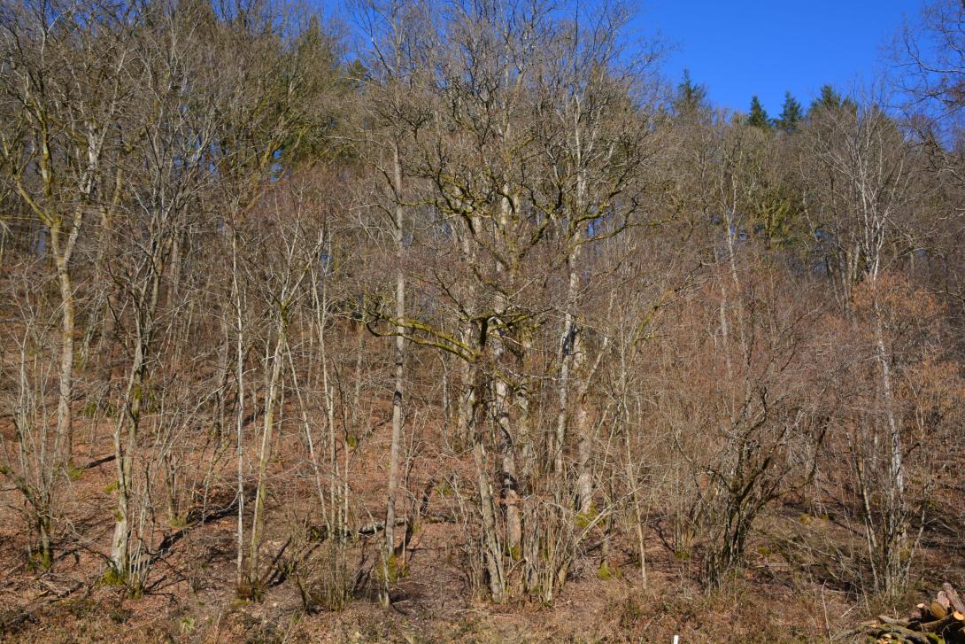 Forest during winter