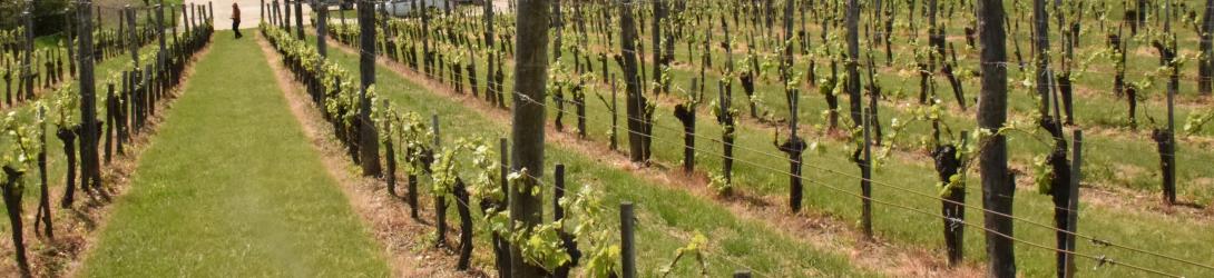 Permanent grass covers the soil surface in vineyards