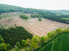 afforestation