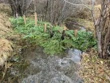 Beaver mimicry structure using vertical wooden posts with tree branches spanning the channel and woven between the posts in western Montana. Source: Andrew Lahr, University of Montana