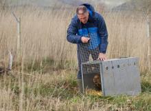 Beaver released in a controlled area (UK)