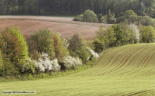 Buffer strips and hedges