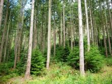 Continuous cover forestry