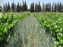 Cover crops