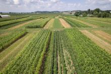 Crops rotations Rodale Institute https://rodaleinstitute.org