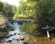 Forest riparian buffers