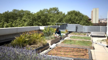 Green Roofs