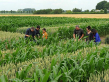Intercropping