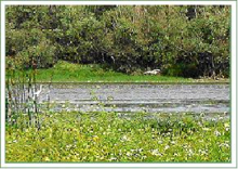 Lake restoration