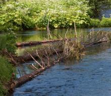 Large woody debris in Spring Creek. Photo: Jay Mather. https://www.deschuteslandtrust.org