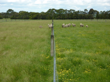 Reduced stocking density