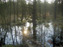 Water sensitive forest management