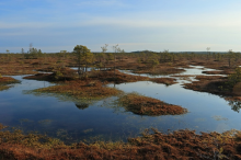 Wetland restoration and management