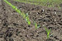 Early sowing source: purdue university